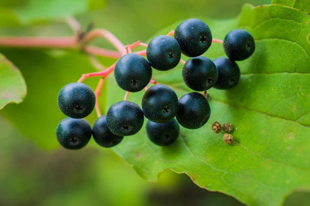 czarna porzeczka - owoce z witaminami